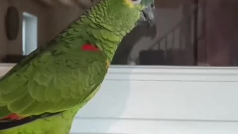 Parrot imitate her human brother. Very funny !