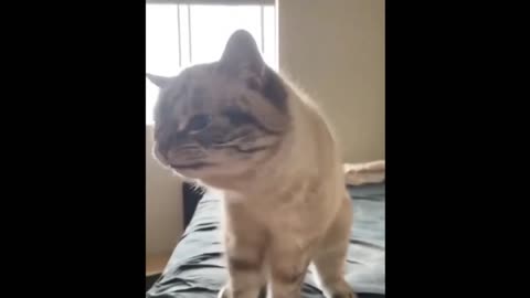 Funny Pets Moments #1