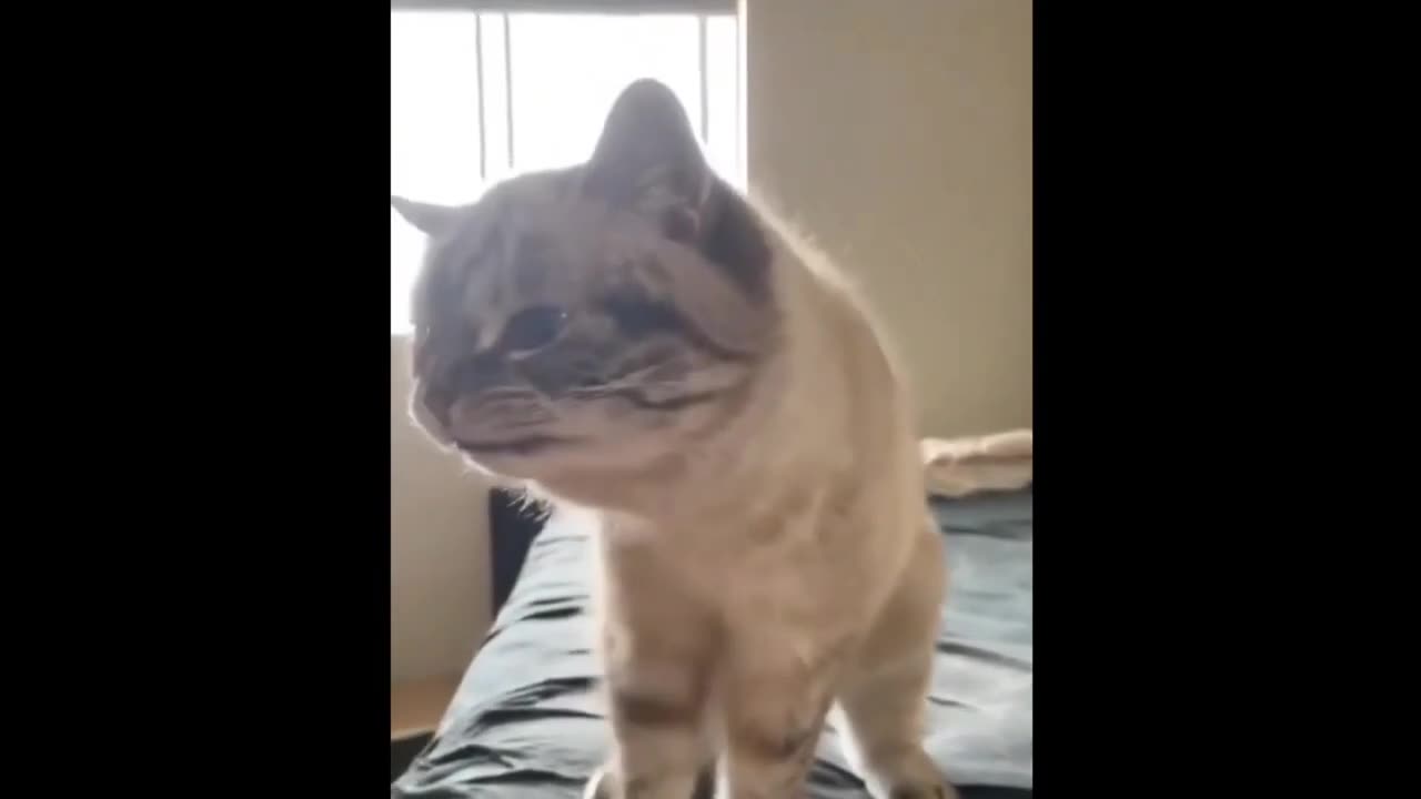 Funny Pets Moments #1