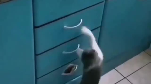 Cute Cat #cat