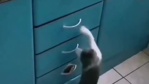 Cute Cat #cat