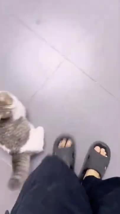 Cats and dogs _ cats meowing _ cats funny videos #shorts