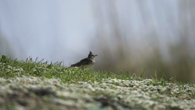 A bird walking in the grass - With great music