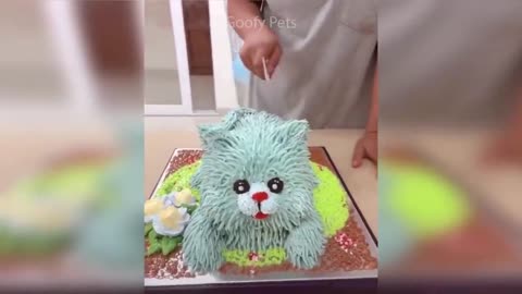 Cat Reaction to Cutting Cake - Funny Dog Reaction