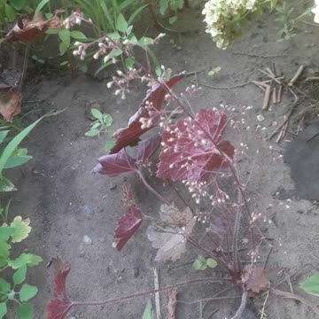 Heuchera continues to bloom