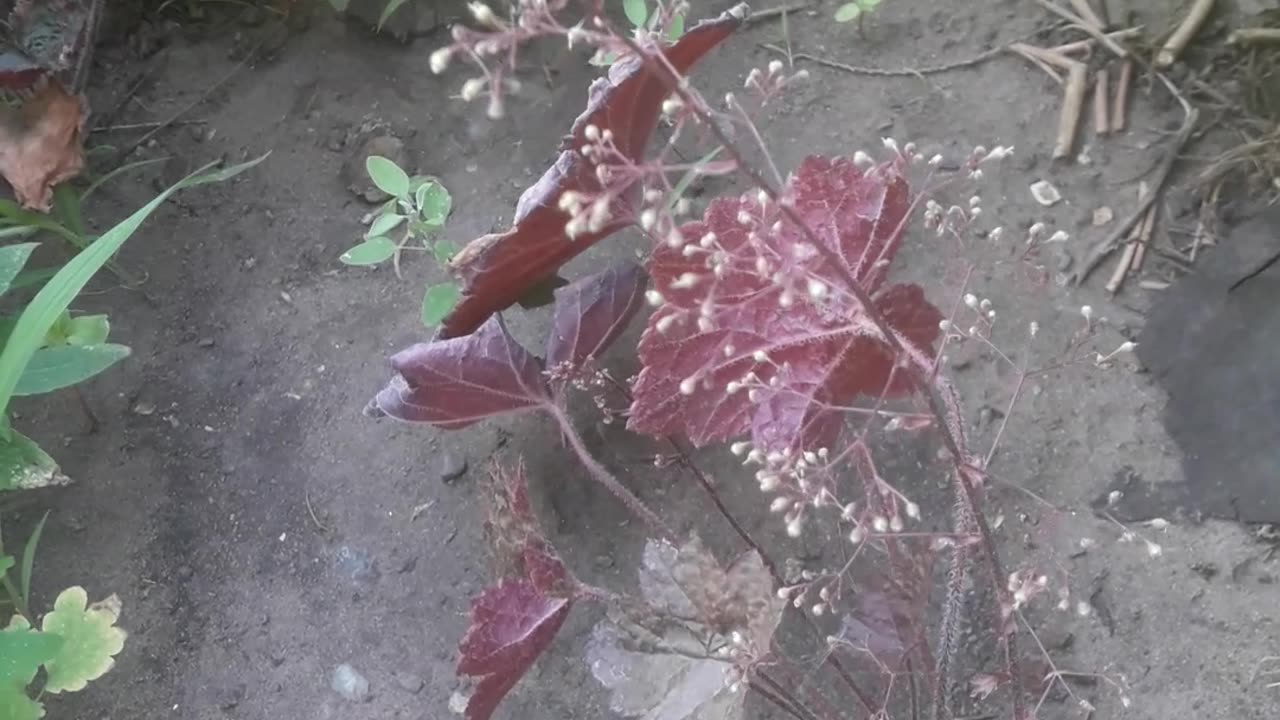 Heuchera continues to bloom