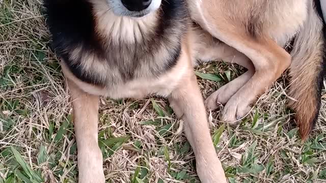 A video to brigheten day 🥰😍🥰