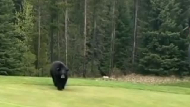 Does this bear want to play golf, too?