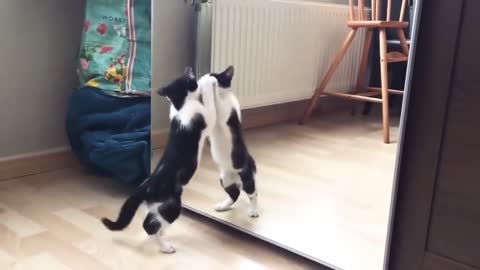 Funny cat and mirror video (Funny video)