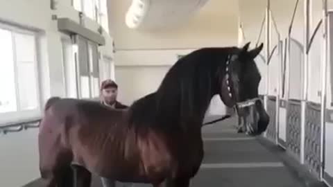 The legendary horse Marwan Al Shaqab