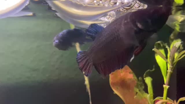 King Betta Breeding Crowntail