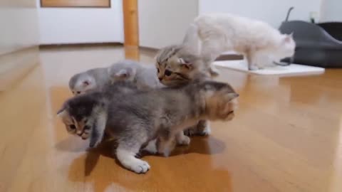 The kitten approaching the daddy #cat #cute #kitten #pets #meow #videos #shorts #dog.