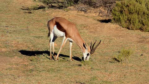 An Antelope Feeding On Grass