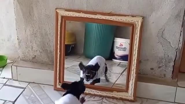 dog fighting with the mirror