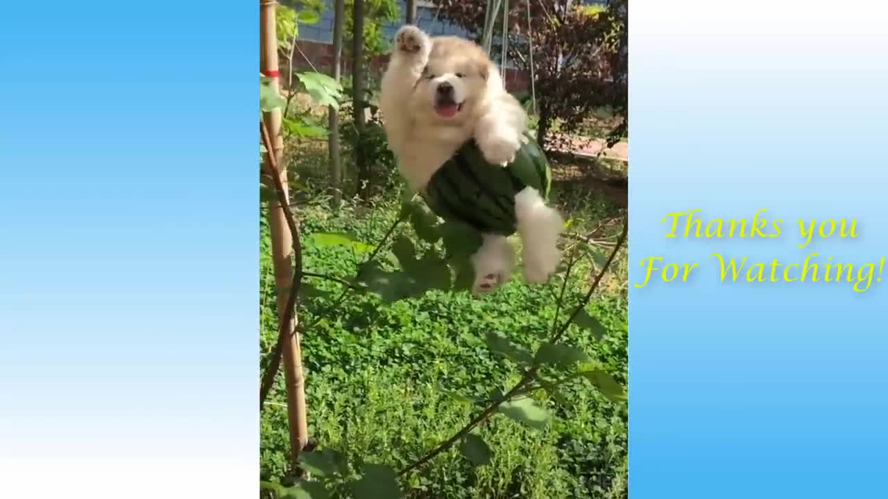 Cute And Funny Pets Animals Compilation