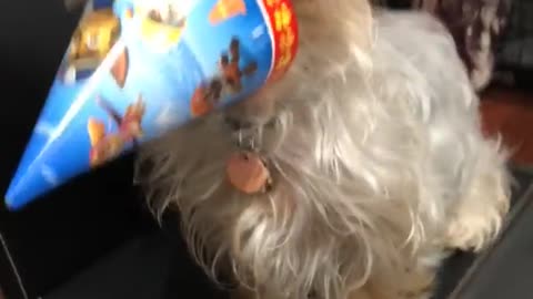 Small brown dog with party hat on face