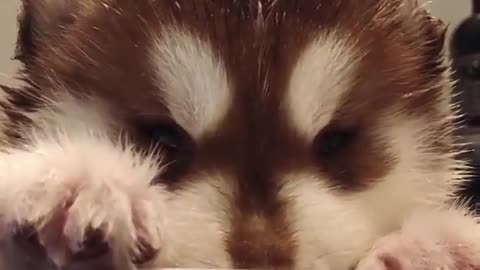 dog bath