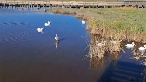White pelicans