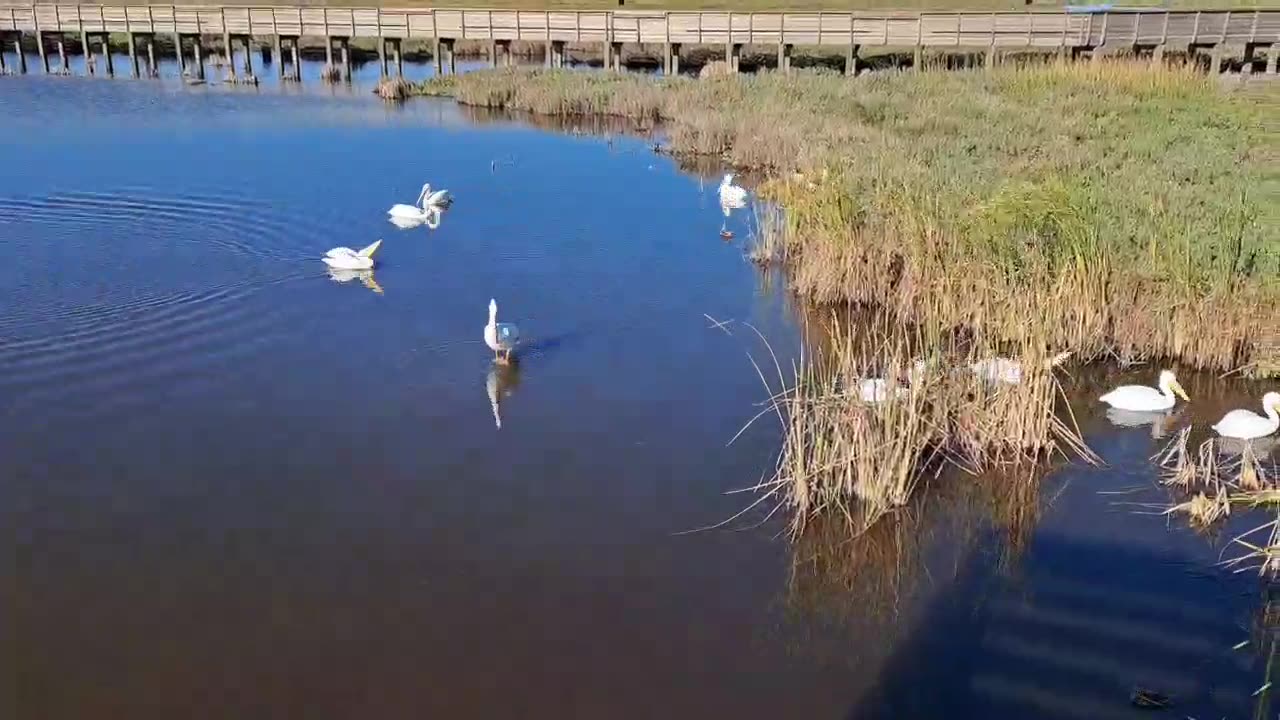 White pelicans