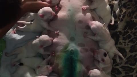 Feeding Time for These Newborn Puppies