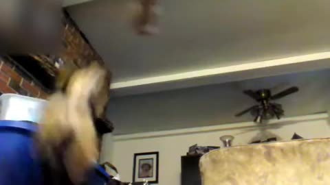 My dog does 3 tricks