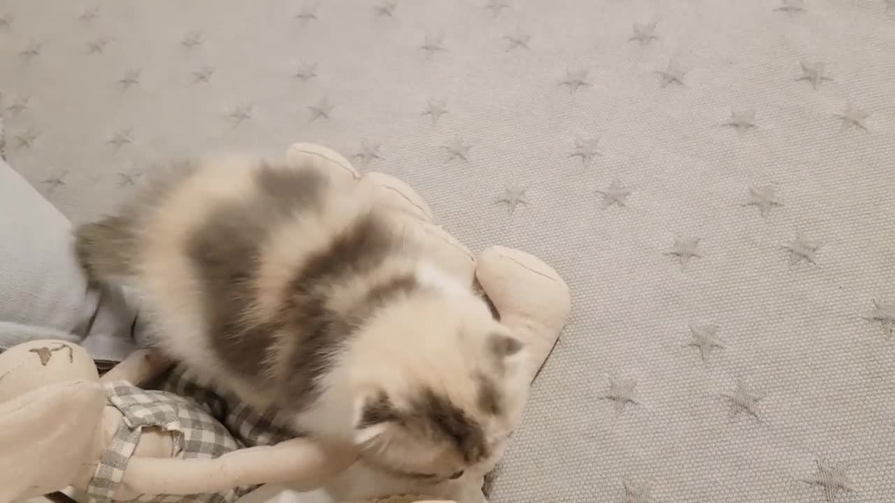 cute kitten videos short leg cat- thatiana