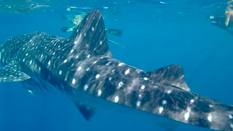 Swimming with sharks in the deep blue sea