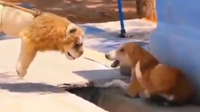 dog fun animals video nature sounds like this video