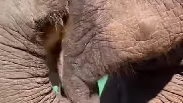 Clips of elephants being cute 🐘