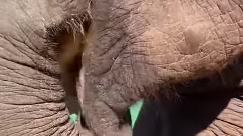 Clips of elephants being cute 🐘