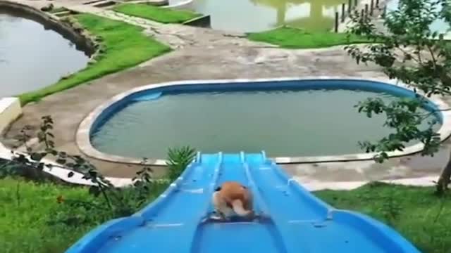 Best Water Dog Video