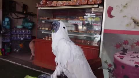 Parrot flies to admire a piece cute😍❤️️