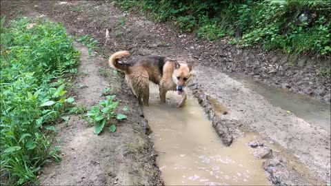 A nice dog found enjoying a pool of dirt.