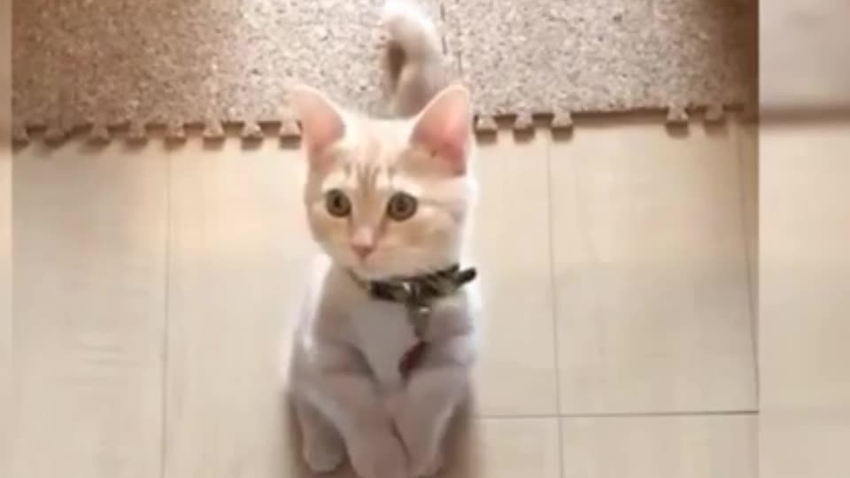 White Little Cat Dancing