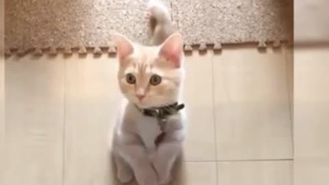 White Little Cat Dancing