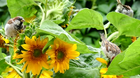 Bird Sunflower