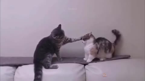 Cute Cat Fights Compilation🐈💥