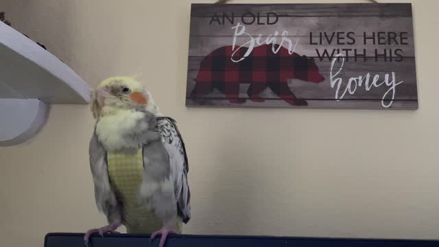 Sleeping Cockatiel