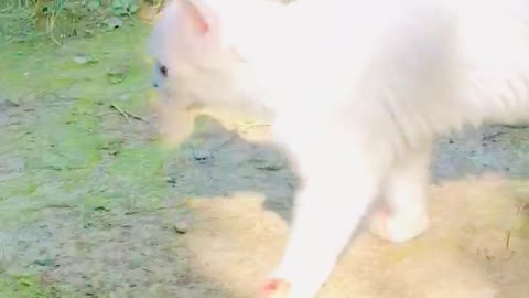 Cat 🐈 bueatiful cats