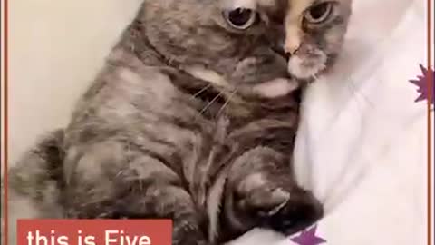 That's my secret... I'm always angry.