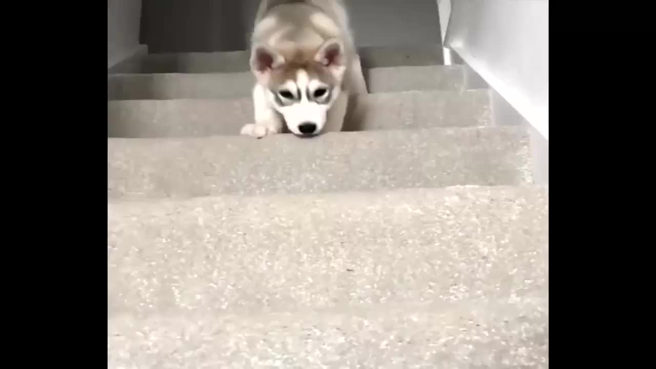 Husky_Puppies_Funny_Clip