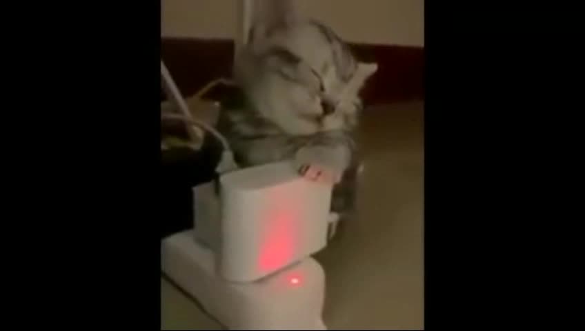 Funny animals-very exciting