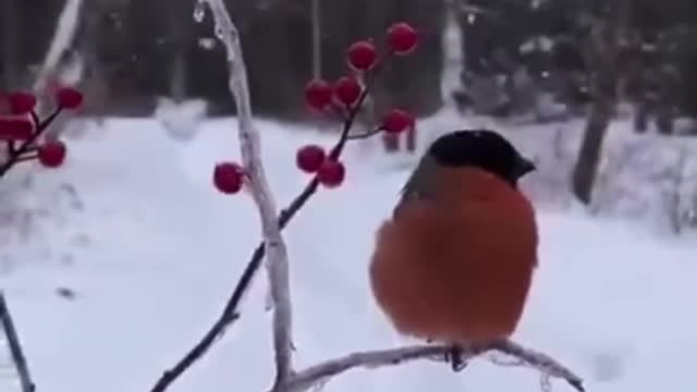 How the bullfinches sing