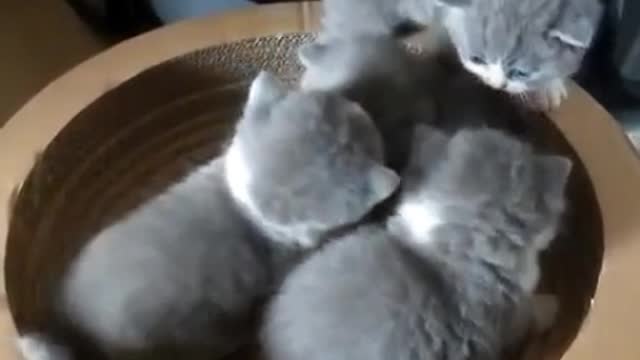 A few kittens play on the scratch board. It's really cute