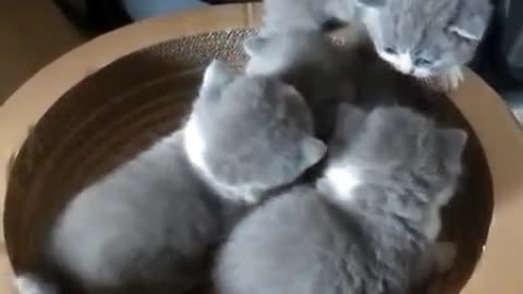 A few kittens play on the scratch board. It's really cute