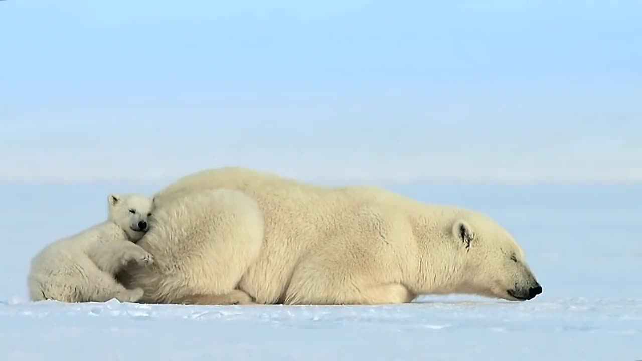 Cute polar bear father and son