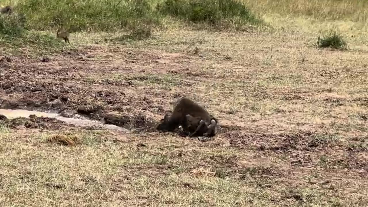 Crocodile attack baboon