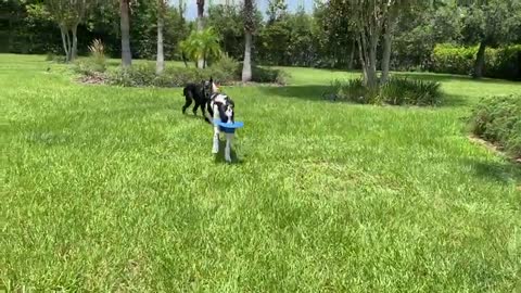 Great 👍 danes enjoy zoomies in their birthday party hats fun