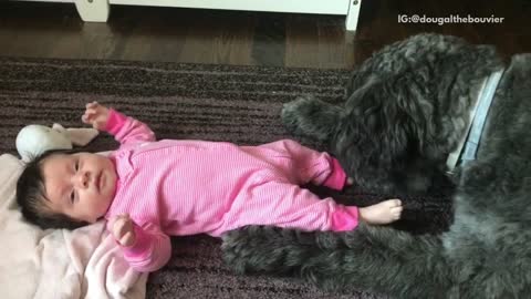 Baby pink shirt getting feet sniffed by dog