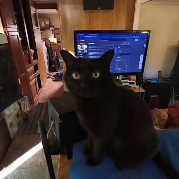 Blackie The Cat Has A Lot To Say! Wait For The Paw! #shorts